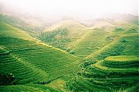 World & Travel: paddy fields, rice terraces