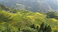 World & Travel: paddy fields, rice terraces