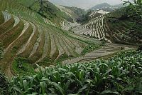 World & Travel: paddy fields, rice terraces