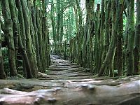 World & Travel: Puzzlewood, Coleford in the Forest of Dean, Gloucestershire, England, United Kingdom