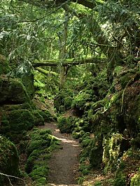 Trek.Today search results: Puzzlewood, Coleford in the Forest of Dean, Gloucestershire, England, United Kingdom