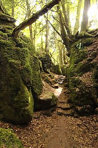 Trek.Today search results: Puzzlewood, Coleford in the Forest of Dean, Gloucestershire, England, United Kingdom