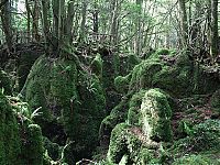 Trek.Today search results: Puzzlewood, Coleford in the Forest of Dean, Gloucestershire, England, United Kingdom