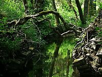 World & Travel: Puzzlewood, Coleford in the Forest of Dean, Gloucestershire, England, United Kingdom