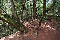 Trek.Today search results: Puzzlewood, Coleford in the Forest of Dean, Gloucestershire, England, United Kingdom