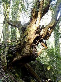 Trek.Today search results: Puzzlewood, Coleford in the Forest of Dean, Gloucestershire, England, United Kingdom