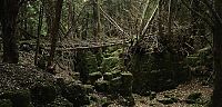 Trek.Today search results: Puzzlewood, Coleford in the Forest of Dean, Gloucestershire, England, United Kingdom