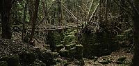 World & Travel: Puzzlewood, Coleford in the Forest of Dean, Gloucestershire, England, United Kingdom