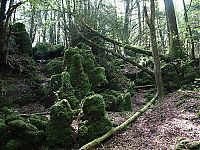 Trek.Today search results: Puzzlewood, Coleford in the Forest of Dean, Gloucestershire, England, United Kingdom