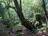 World & Travel: Puzzlewood, Coleford in the Forest of Dean, Gloucestershire, England, United Kingdom