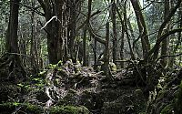 Trek.Today search results: Puzzlewood, Coleford in the Forest of Dean, Gloucestershire, England, United Kingdom