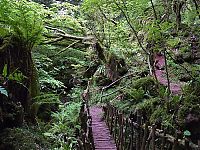 Trek.Today search results: Puzzlewood, Coleford in the Forest of Dean, Gloucestershire, England, United Kingdom