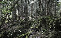 Trek.Today search results: Puzzlewood, Coleford in the Forest of Dean, Gloucestershire, England, United Kingdom