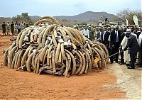 Trek.Today search results: Ivory tusks burned, Kenya