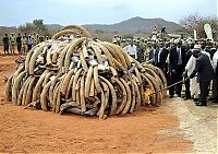 Ivory tusks burned, Kenya