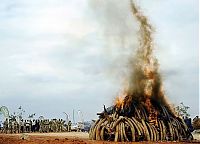 World & Travel: Ivory tusks burned, Kenya