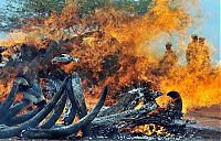 Ivory tusks burned, Kenya