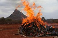 Trek.Today search results: Ivory tusks burned, Kenya