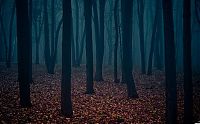 World & Travel: fog forest