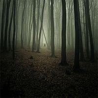 World & Travel: fog forest