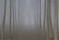 World & Travel: fog forest