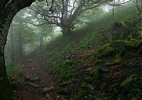 World & Travel: fog forest