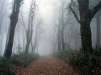 World & Travel: fog forest