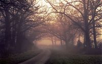 World & Travel: fog forest