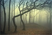 World & Travel: fog forest