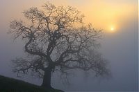 World & Travel: fog forest