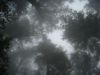 World & Travel: fog forest