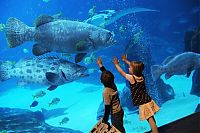 World & Travel: Georgia Aquarium, Pemberton Place, Atlanta, Georgia, United States