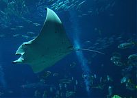 World & Travel: Georgia Aquarium, Pemberton Place, Atlanta, Georgia, United States