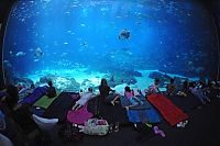 World & Travel: Georgia Aquarium, Pemberton Place, Atlanta, Georgia, United States