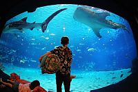 World & Travel: Georgia Aquarium, Pemberton Place, Atlanta, Georgia, United States