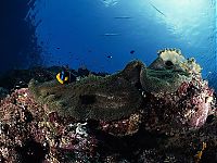 Trek.Today search results: Fujikawa Maru, Truk Lagoon, Chuuk, Pacific, North of New Guinea