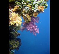 World & Travel: Fujikawa Maru, Truk Lagoon, Chuuk, Pacific, North of New Guinea