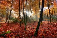 Trek.Today search results: autumn world