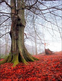 Trek.Today search results: autumn world