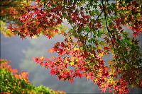 Trek.Today search results: autumn world