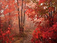 Trek.Today search results: autumn world