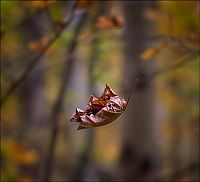 Trek.Today search results: autumn world