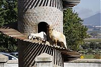 Trek.Today search results: The Goat Tower, Fairview Wine and Cheese farm, Paarl winelands of South Africa