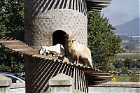 World & Travel: The Goat Tower, Fairview Wine and Cheese farm, Paarl winelands of South Africa