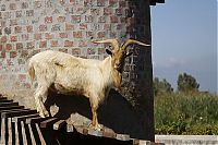 World & Travel: The Goat Tower, Fairview Wine and Cheese farm, Paarl winelands of South Africa