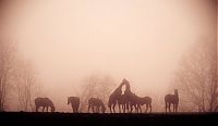 World & Travel: fog photography