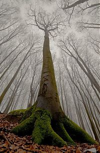 World & Travel: fog photography