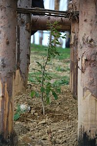 Trek.Today search results: Cattedrale Vegetale by Giuliano Mauri