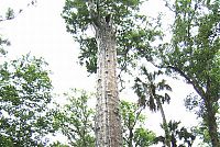 World & Travel: The Senator tree destroyed by fire and collapsed, Big Tree Park, Longwood, Florida, United States