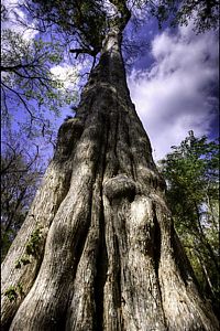 Trek.Today search results: The Senator tree destroyed by fire and collapsed, Big Tree Park, Longwood, Florida, United States